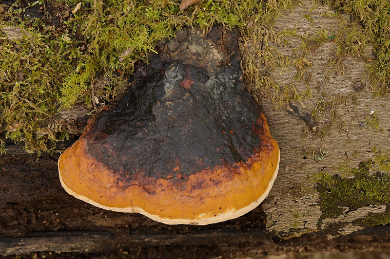 Fomitopsis pinicola